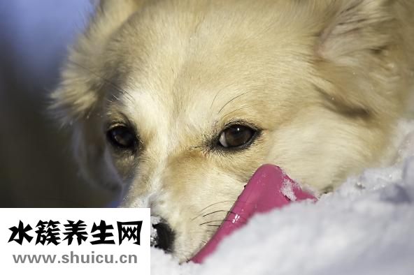 母狗刚生完怎么喂食