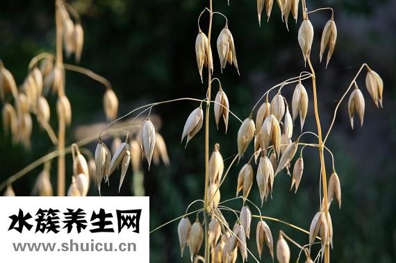 有机燕麦怎么煮粥