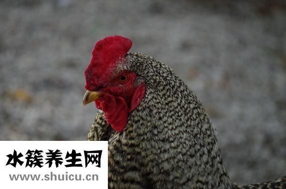 怎么培养公鸡斗性