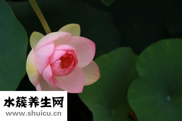 荷叶干怎么做菜