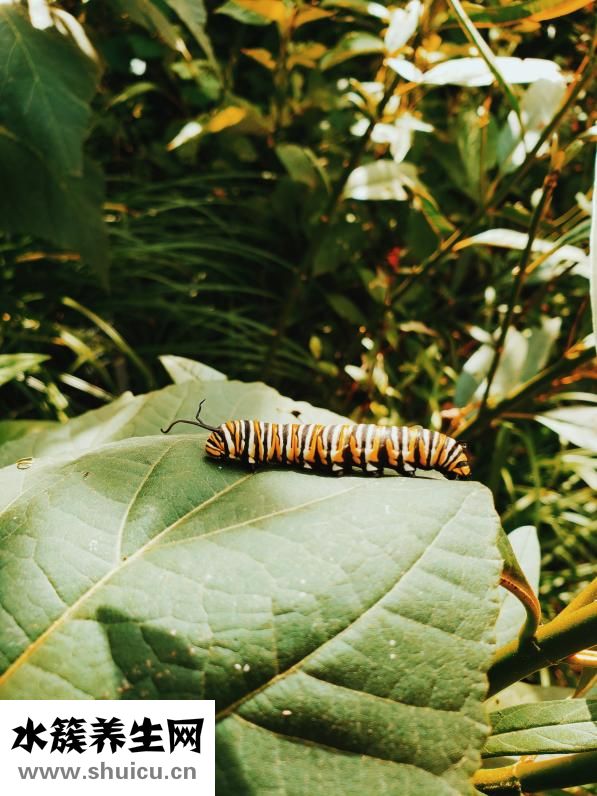 胸上长毛怎么回事