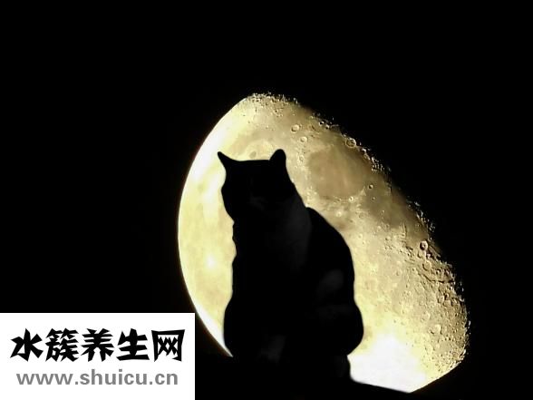 紫癜病怎么治疗