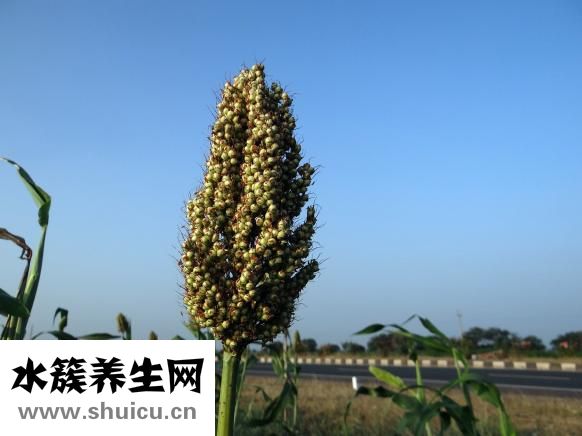 折的树枝怎么种
