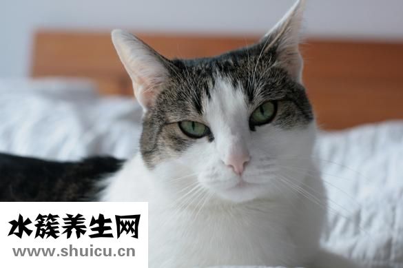 怎么和猫咪交流