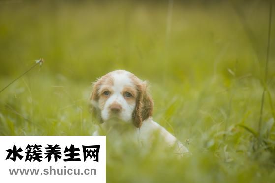 泰迪狗拉血怎么办