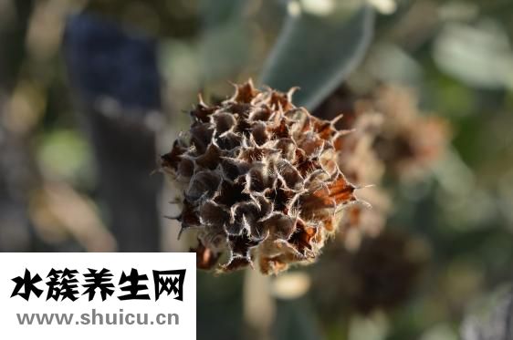 扁豆怎么种