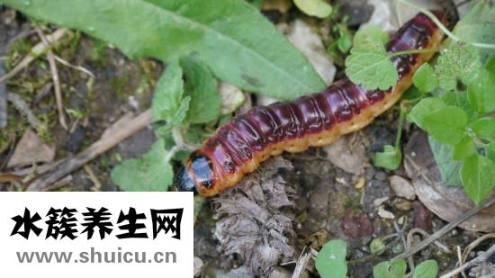 换狗粮拉稀怎么办