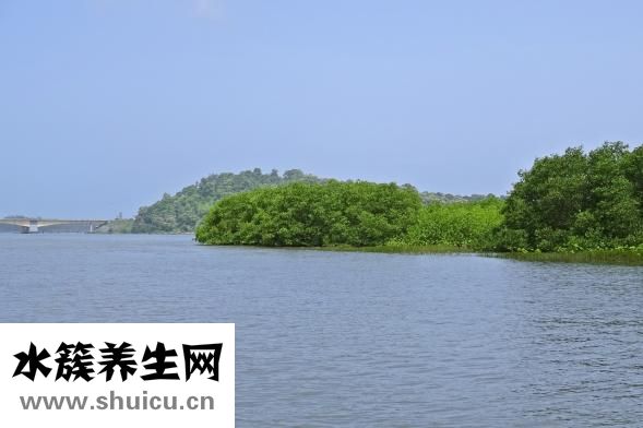 羊上火怎么治疗法