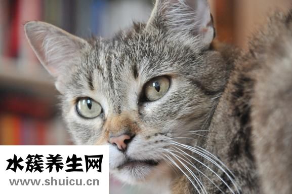 怎么和猫咪交流