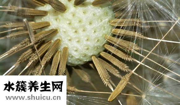 野山参种子怎么种