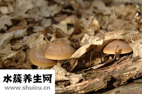 蘑菇怎么传播