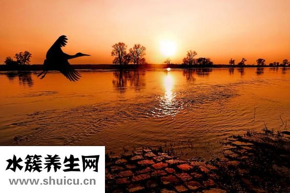 白菜炒鱿鱼怎么做