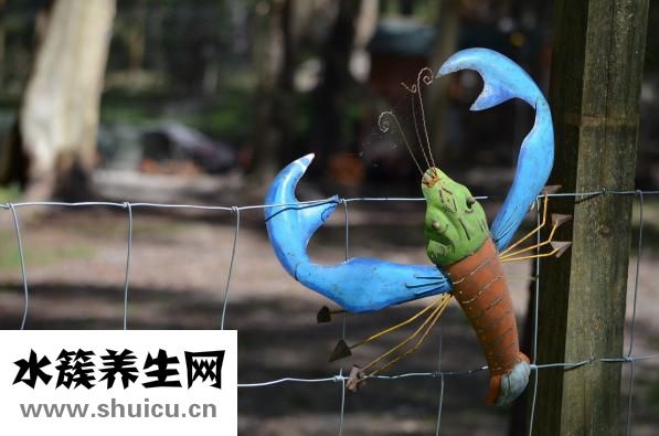 干龙虾怎么吃法