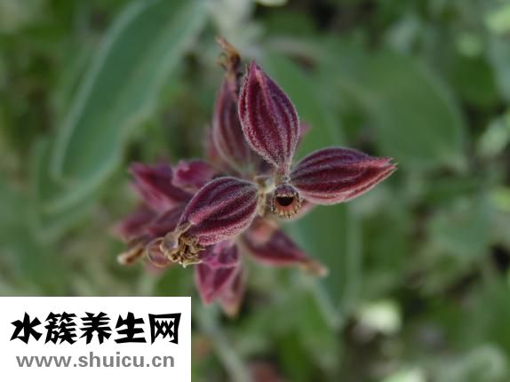 竹子是怎么生长的