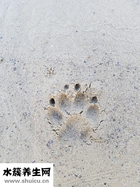 蛤蜊干怎么去沙子