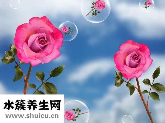 玉兰花精油怎么制作