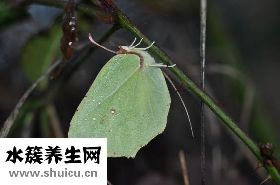 股癣怎么洗