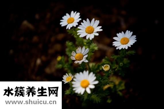 怎么才能上快手热门
