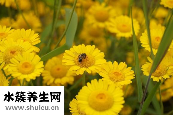 蜂箱怎么防腐