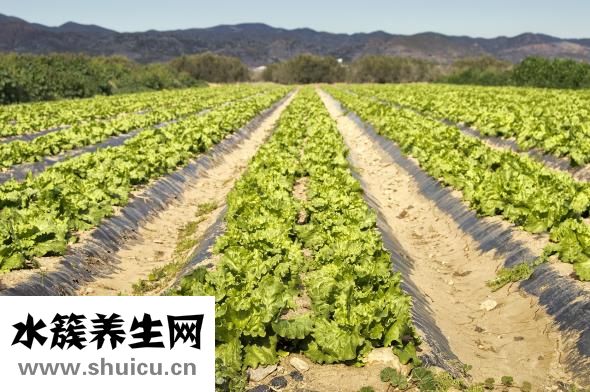 生菜怎么移栽