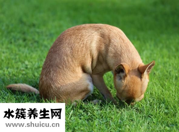 狗狗得犬瘟热怎么办