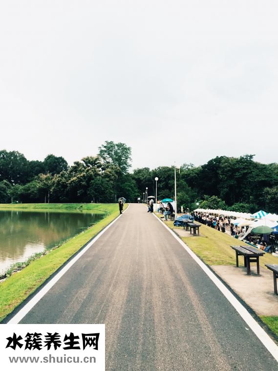 转运竹变黄怎么回事