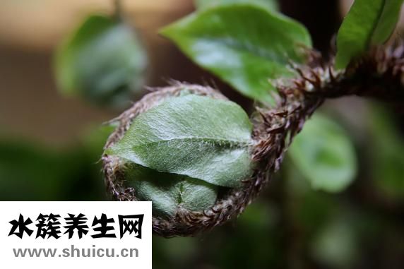 豆芽死了怎么办