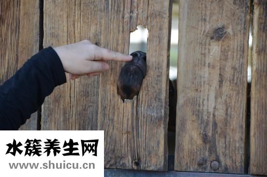 怎么练手指碰到手背