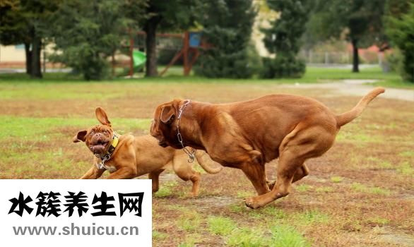 怎么模仿阿杜