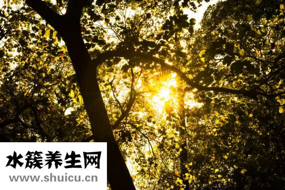 素描菠萝怎么画