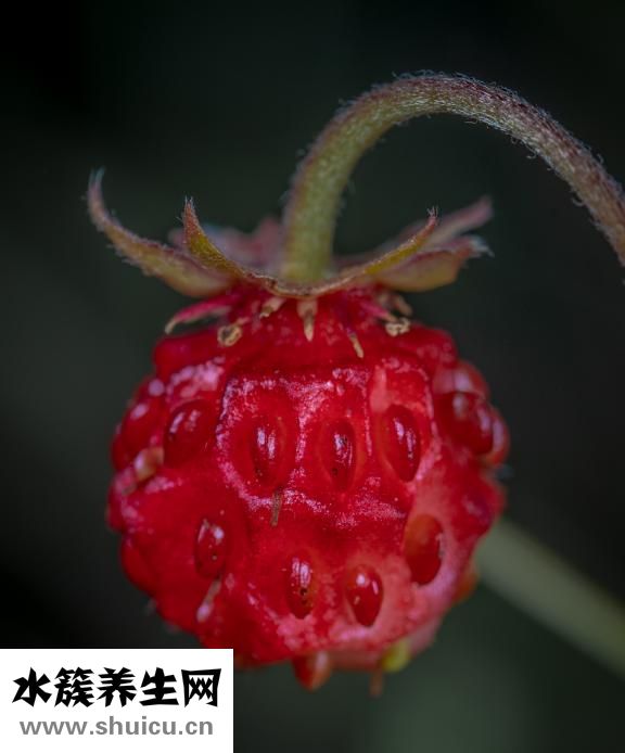 小脚指甲怎么长没了