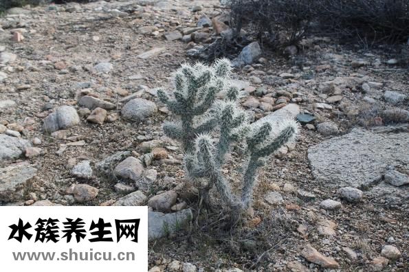 臭板子怎么除