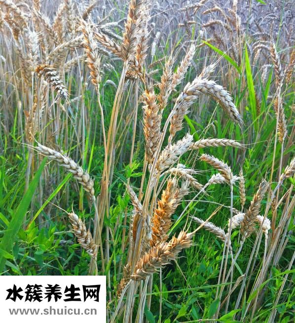 生菜怎么移栽