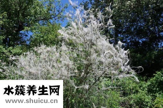 怎么穿貂不土