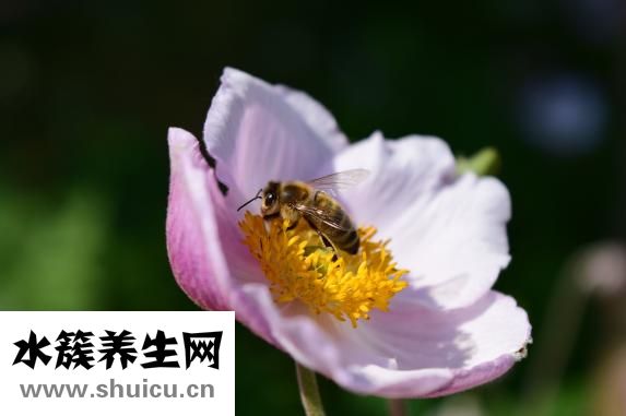 蜂蜜酒营养丰富怎么制作才能更美味？