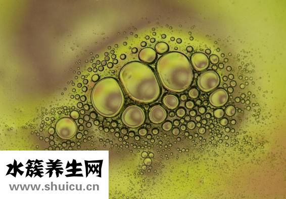 怎么保存液态鸭血