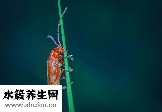 瘫痪怎么治疗