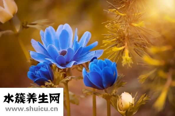 血液粘稠怎么预防