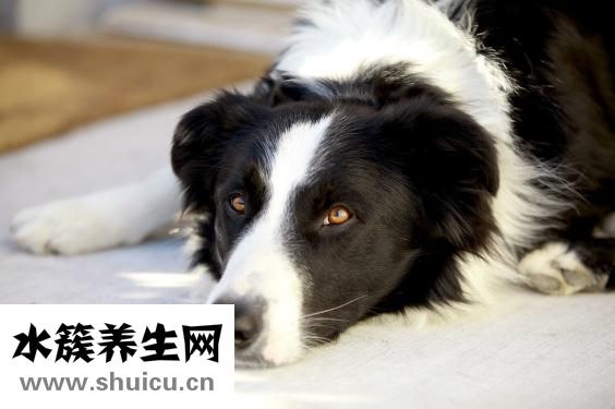 怎么给狗狗伤口消毒