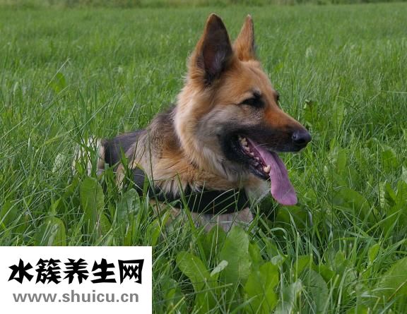 狗狗耳朵很红怎么办