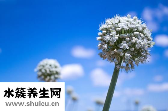 红酒混韭菜怎么办