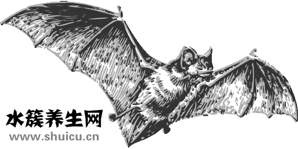 蝙蝠怎么赶走