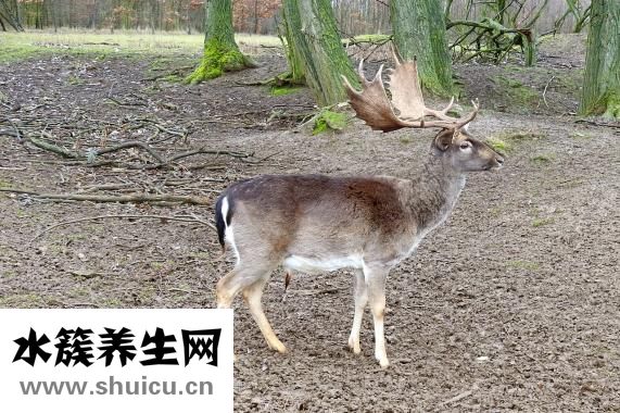 鹿茸片怎么泡酒？泡纯粮酒-分钟就是酒