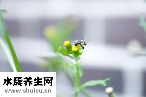 怎么制作黄蜂酒