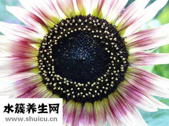 清朝怎么洗头发