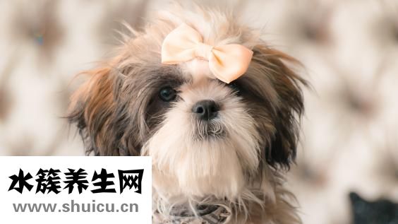 狗狗耳朵很红怎么办