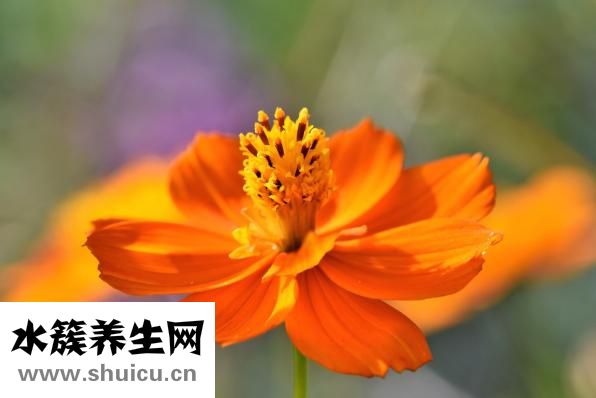 瘫痪怎么治疗