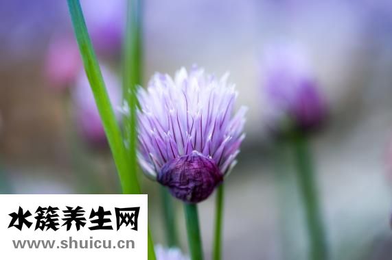 酸辣蒜蓉酱怎么做