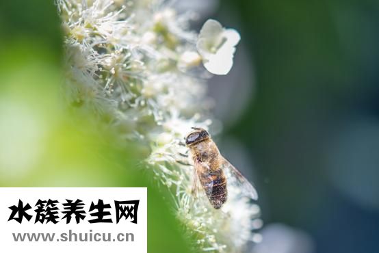 蜜蜂怎么确定死了