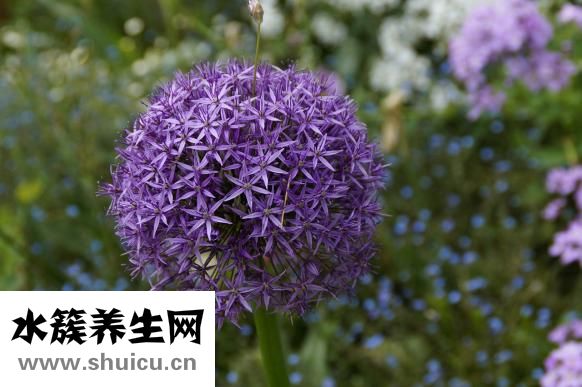 红薯泥怎么保存